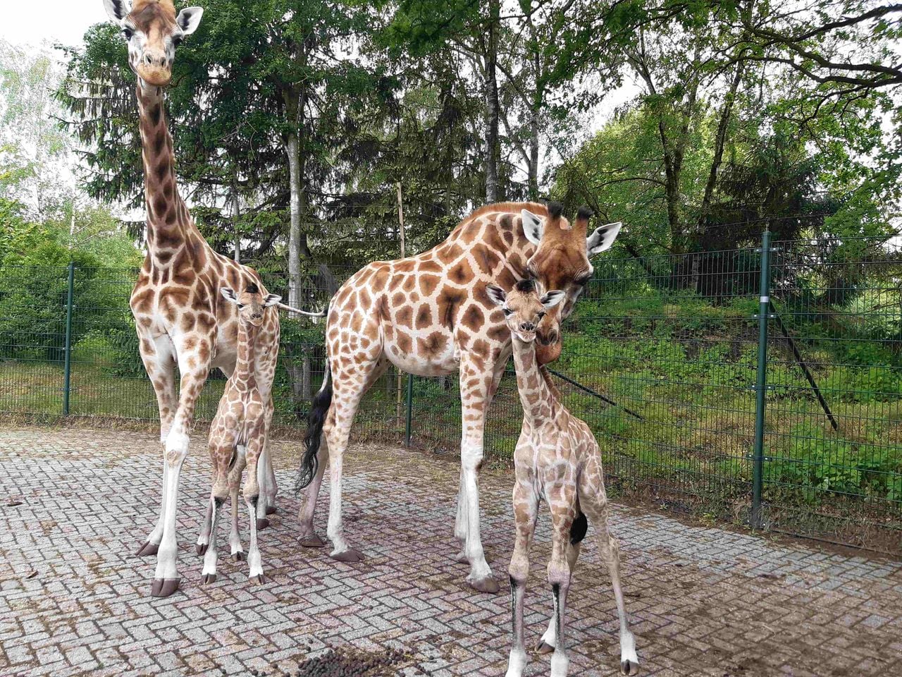 Ook mama pakt haar rol goed op volgens het safaripark (foto: Beekse Bergen).
