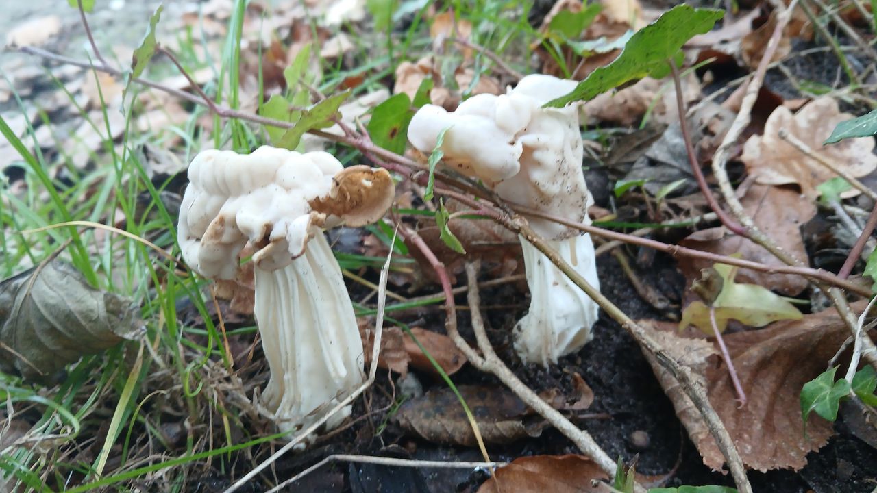 Witte kluifjeszwammen (foto: Toke de Vries).