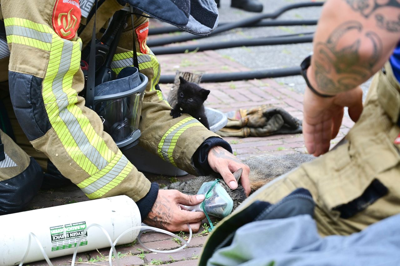 Uit het huis in Breda werden vijf kittens en een poes gered (foto: Perry Roovers/SQ Vision).