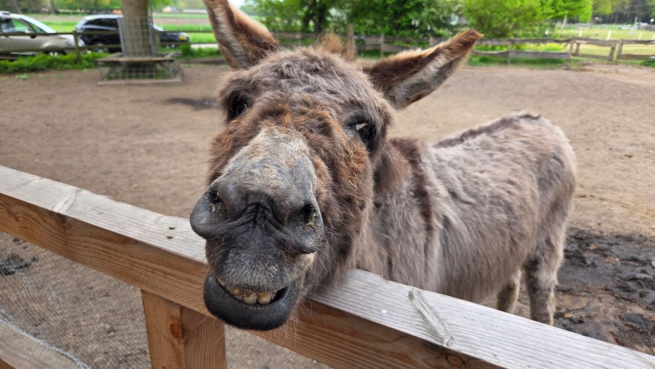 Een van de oudste ezels op de Ezelshoeve (foto: Noël van Hooft).
