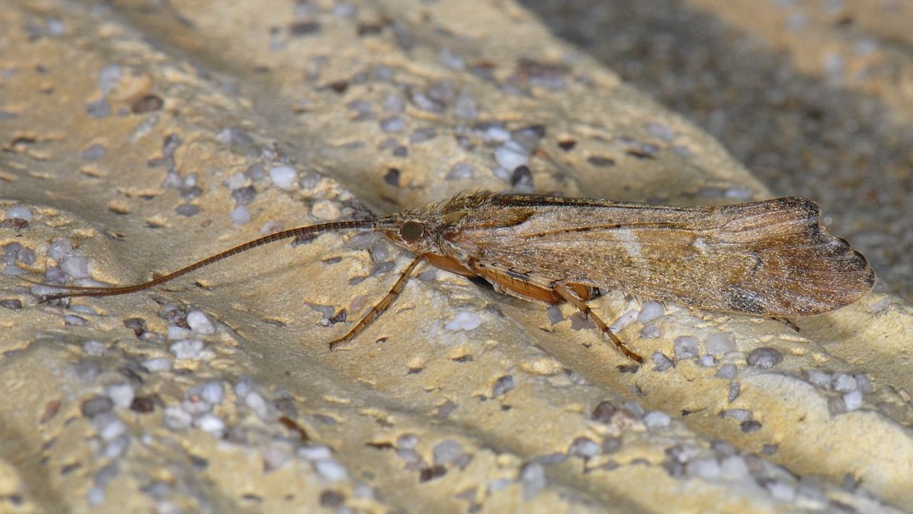 Een schietmot (foto: Saxifraga/Ab H. Baas).