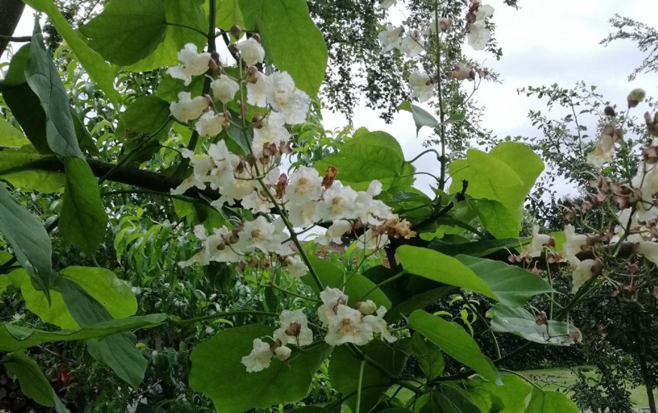De trompetboom of caltalpa (foto: Karin van der Velden).