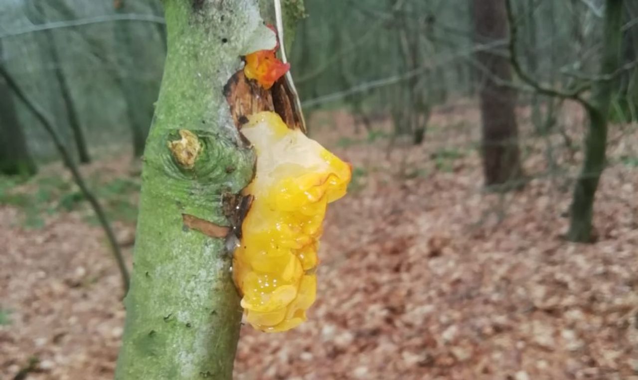 Een gele trilzwam (foto: Ineke Doorn).