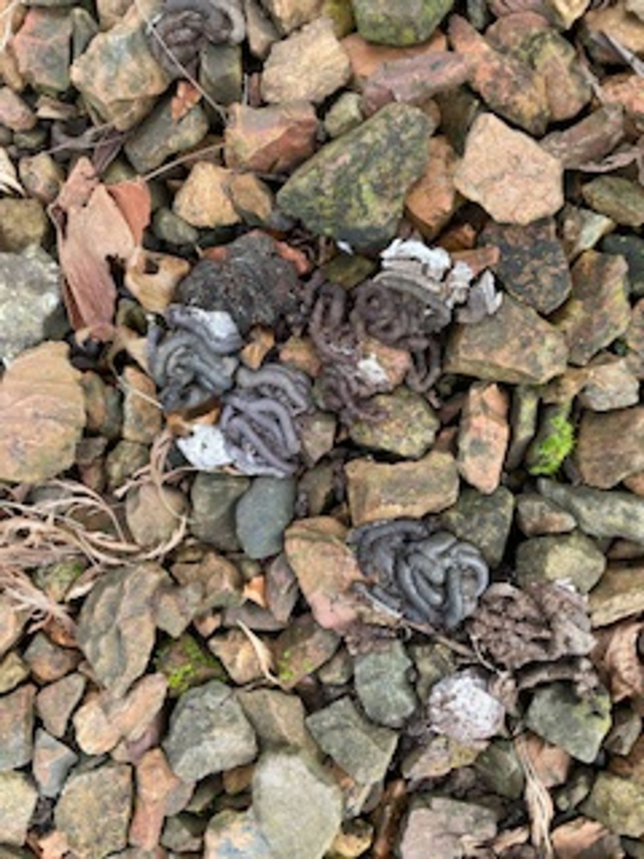 Duivenpoep (foto: Gerard Straatman).