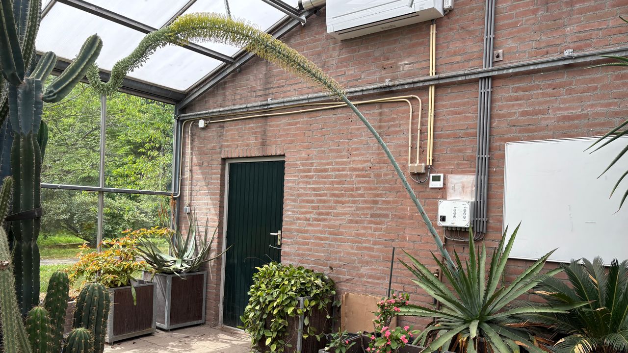 De bloesemsteel is zo'n vier meter lang (foto: Erik Peeters)