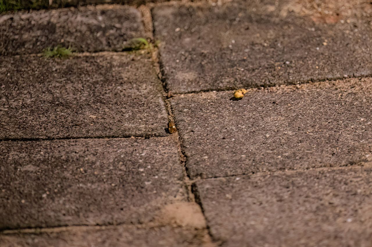 Op de stoep voor het huis aan het Verdiplein in Tilburg werd een kogelhuls gevonden (foto: SQ Vision).