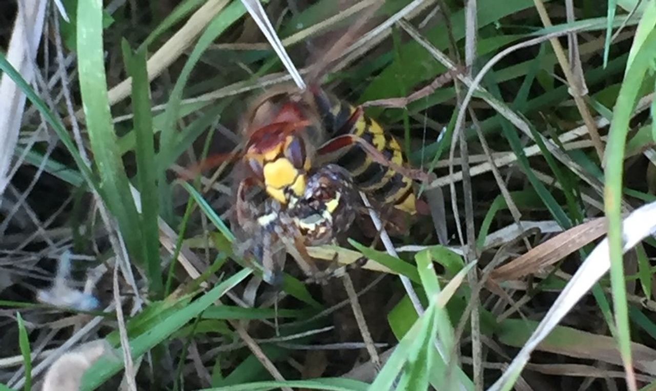 Een hoornaar is een wespspin de baas (foto: Thea Willems).