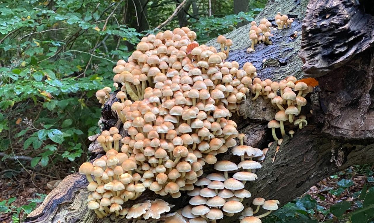 Een heleboel zwavelkoppen op een boomstam (Foto: Frans Kapteijns).