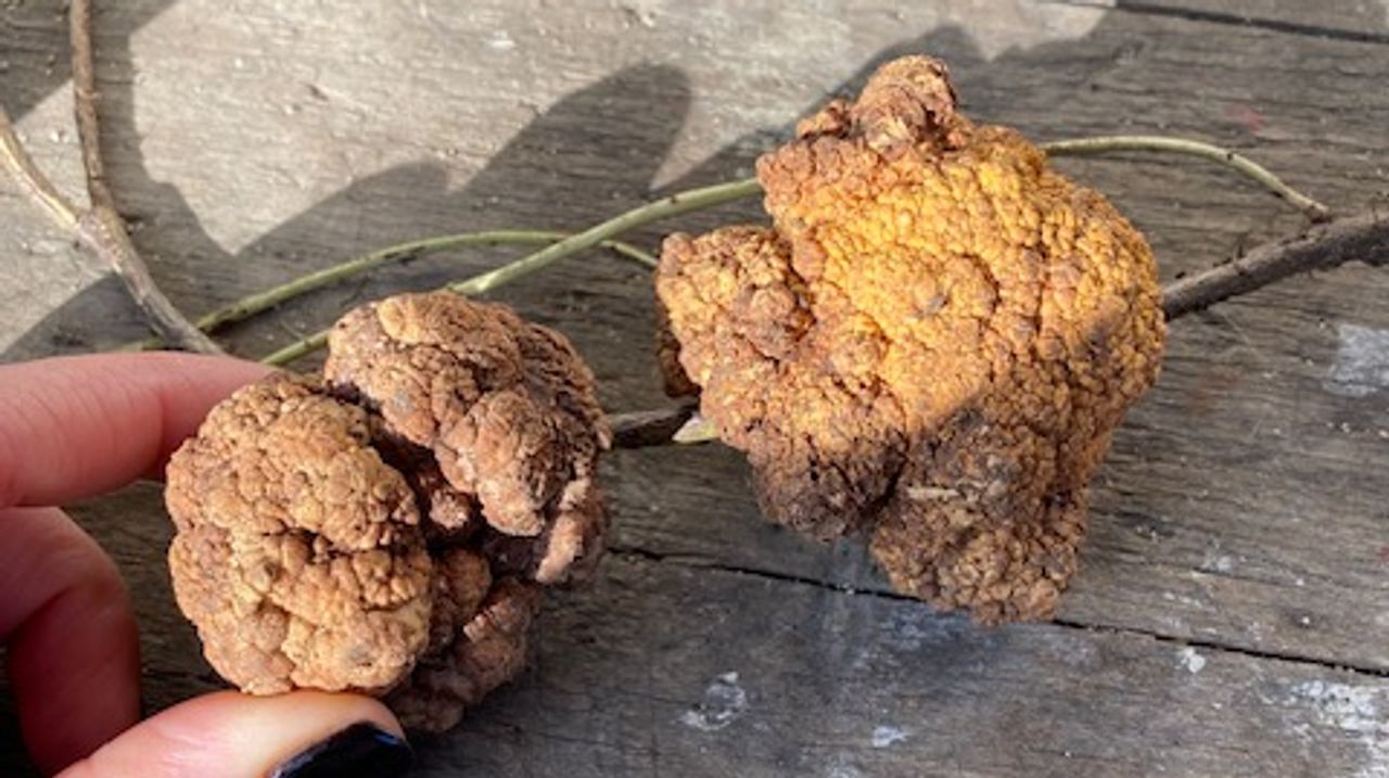 Een warrelknoest onder de grond (foto: Inez Doreleijers).