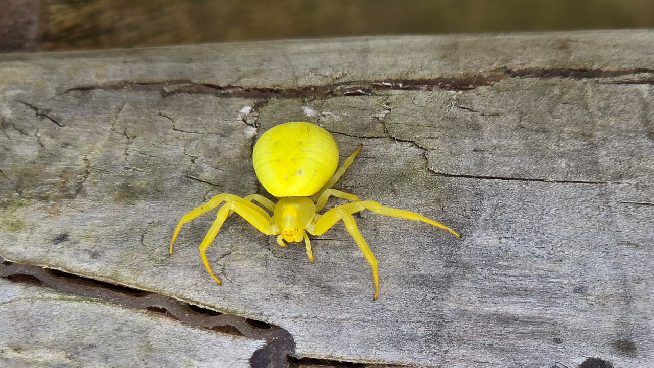 De gele kameleonspin (foto: Hetty Uijtdewilligen van Hest). 