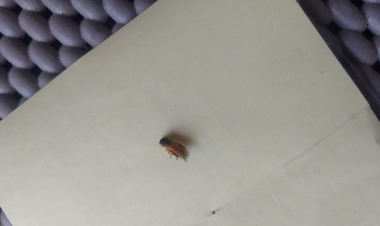 Een bladwesp (foto: Rudo Verstappen).