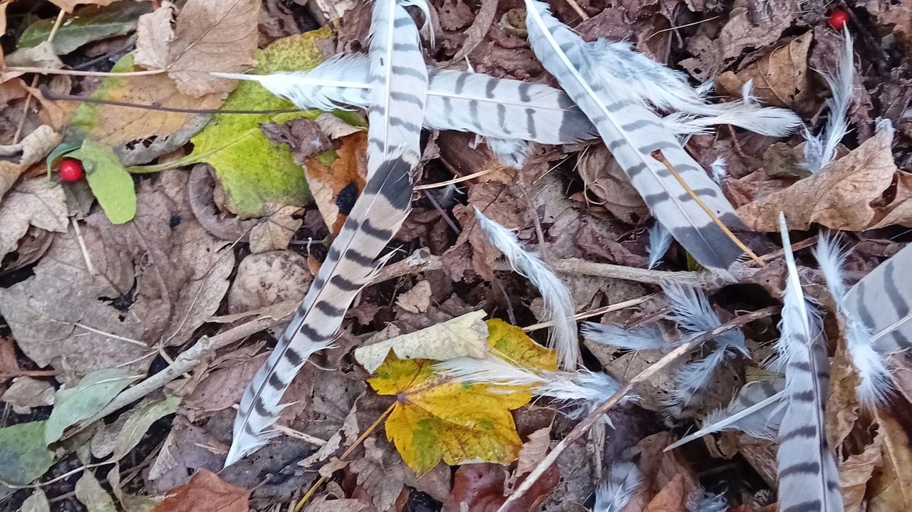 Veren van een mannetjetorenvalk (foto: Margot Reijnders).