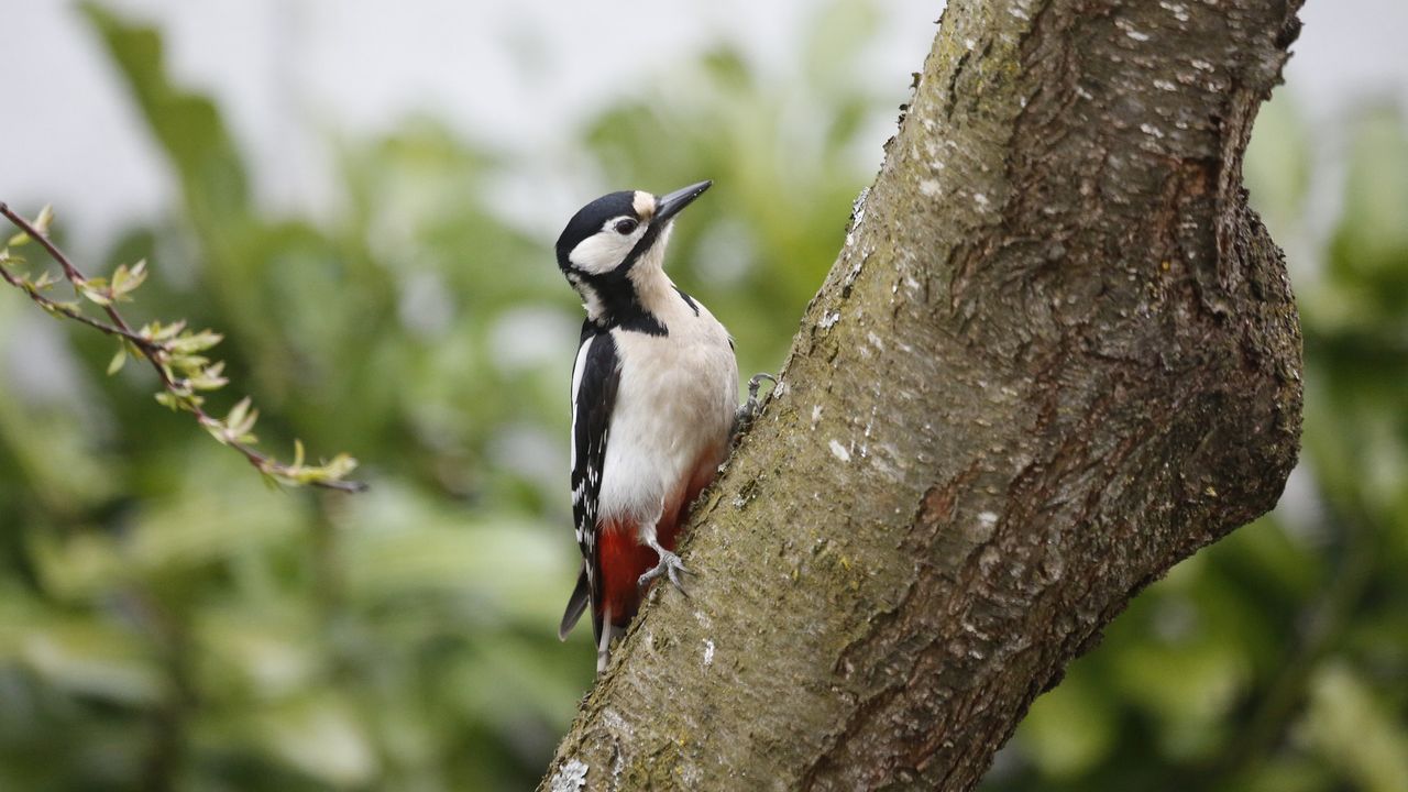 Een grote bonte specht (foto: Kurt Bouda via Pixabay).