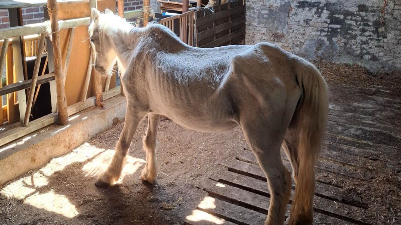 Foto: Landelijke Inspectiedienst Dierenwelzijn