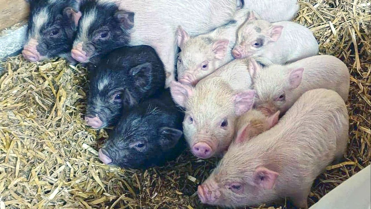 De gedumpte biggetjes (foto: Hobbyvarkenvereniging)