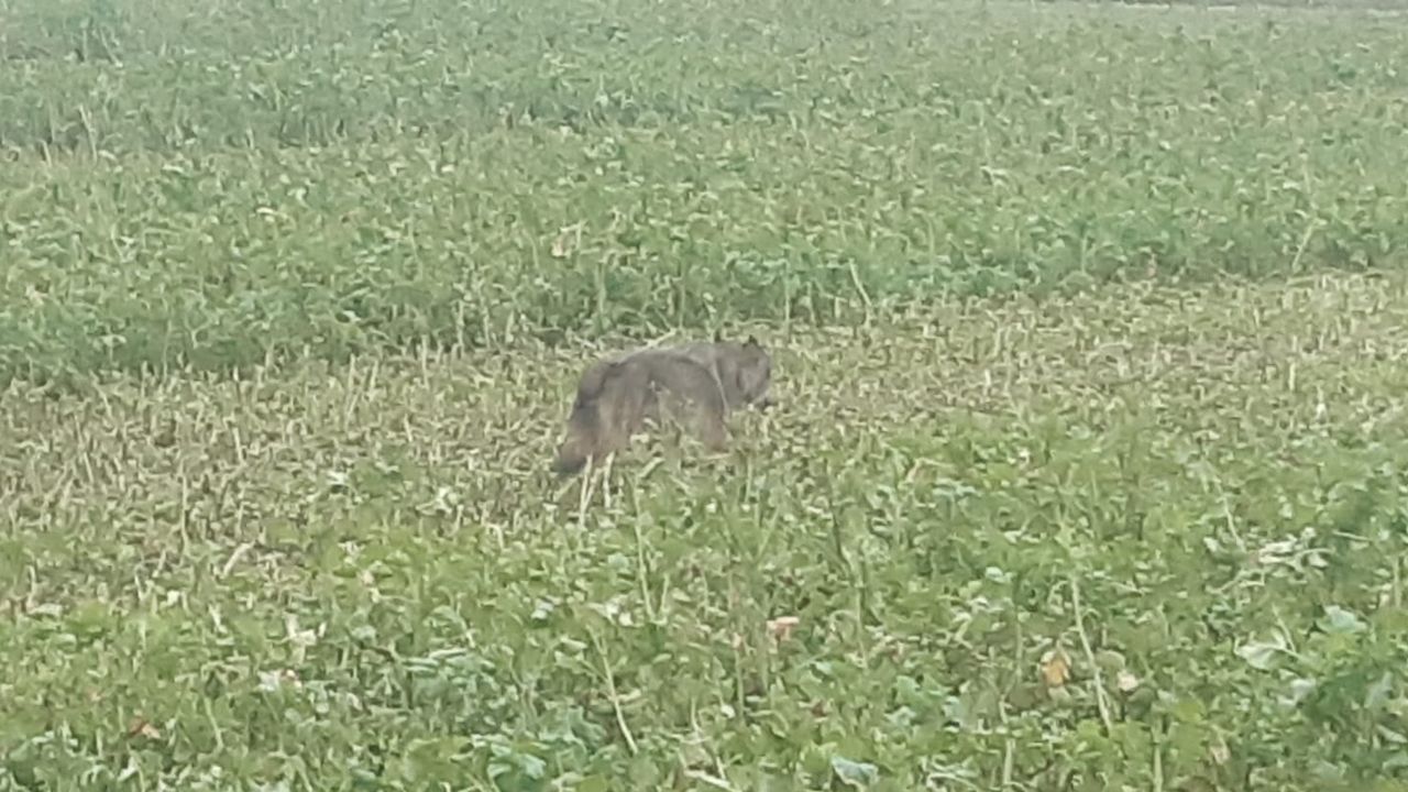 Boer Coen zette de wolf op de foto