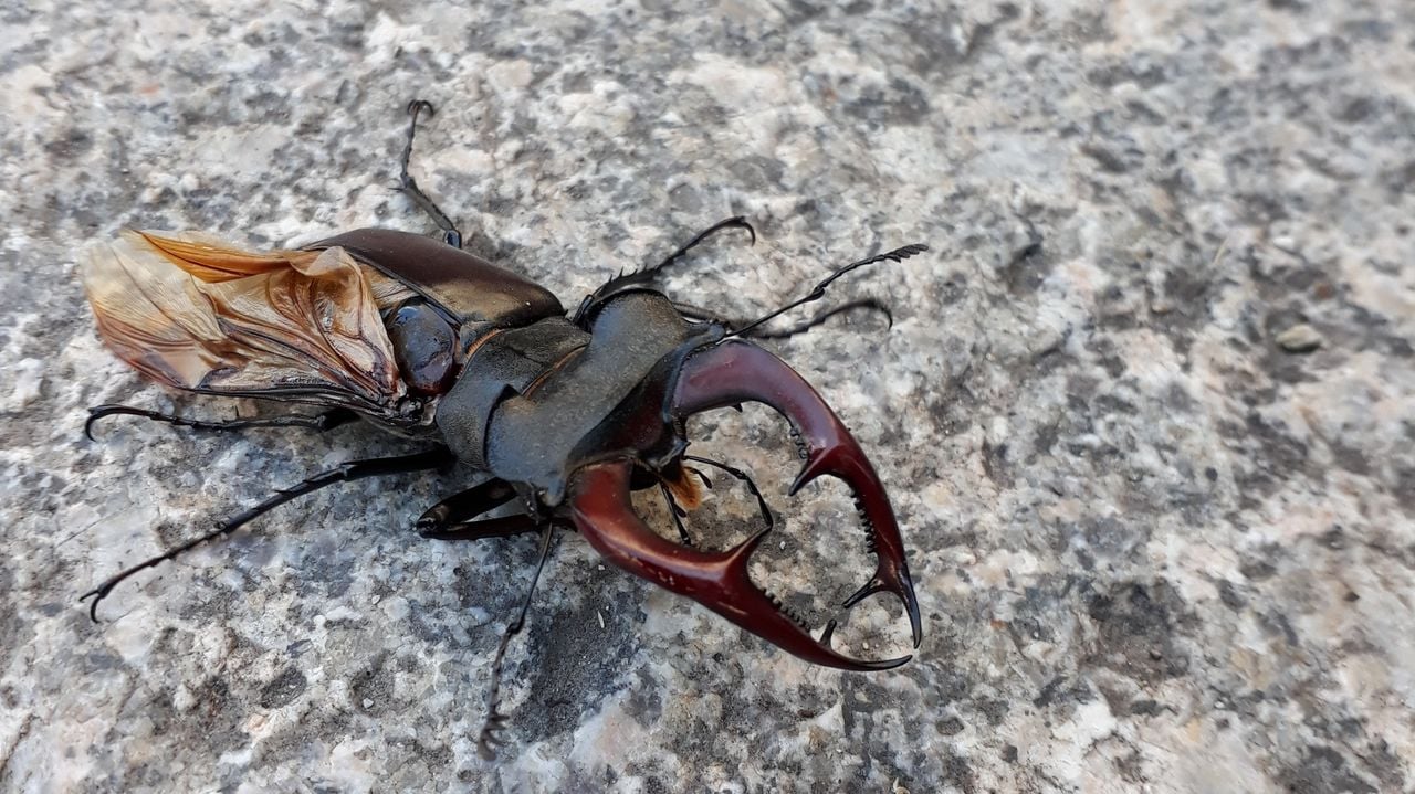 Een vliegend hert (foto: Martin van Helmond).