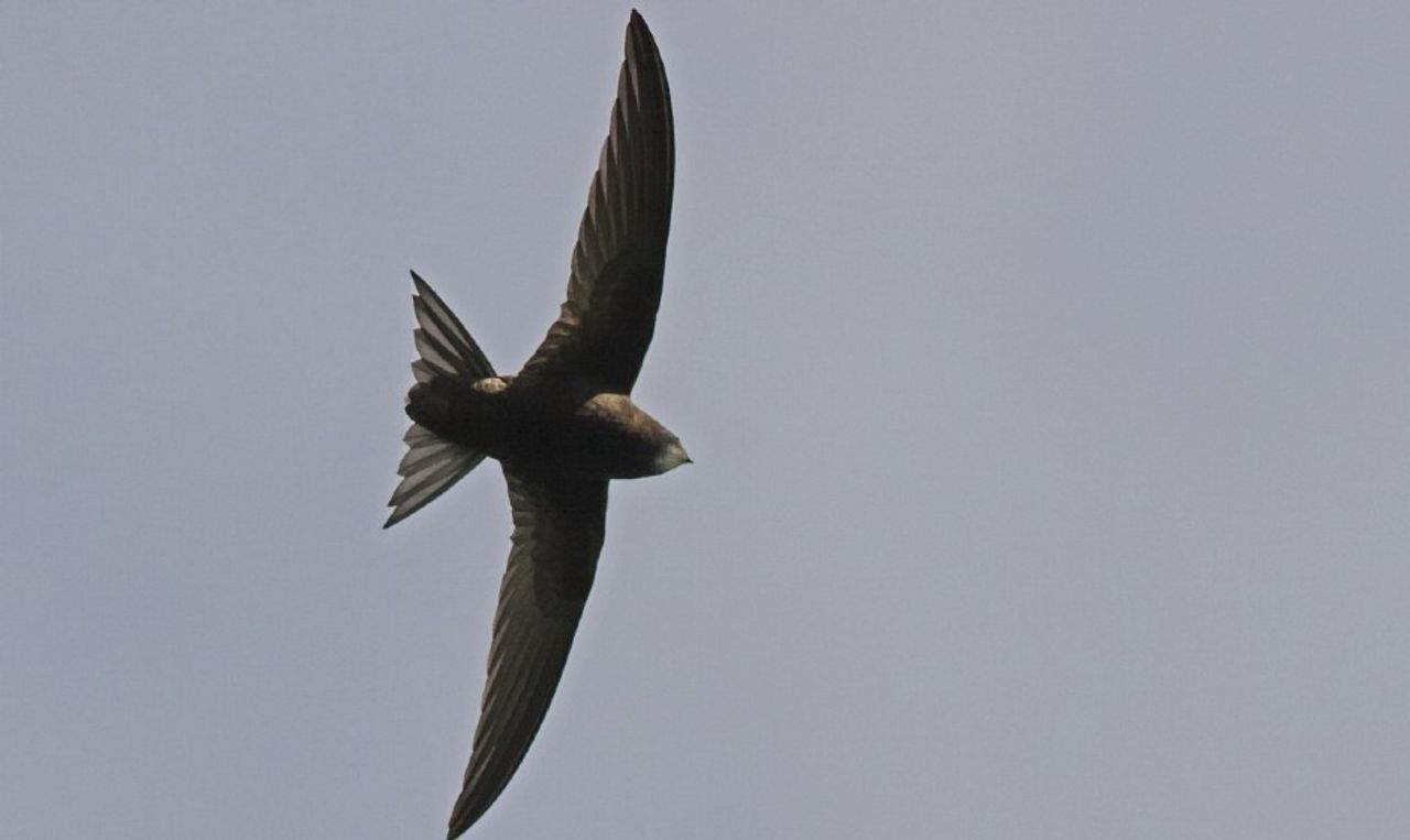 Een gierzwaluw (foto: Saxifraga/Luc Hoogenstein).