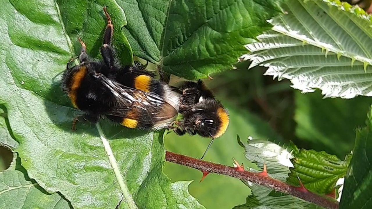 Weidehommels op de grond (foto: Tamara_Oerlemans).
