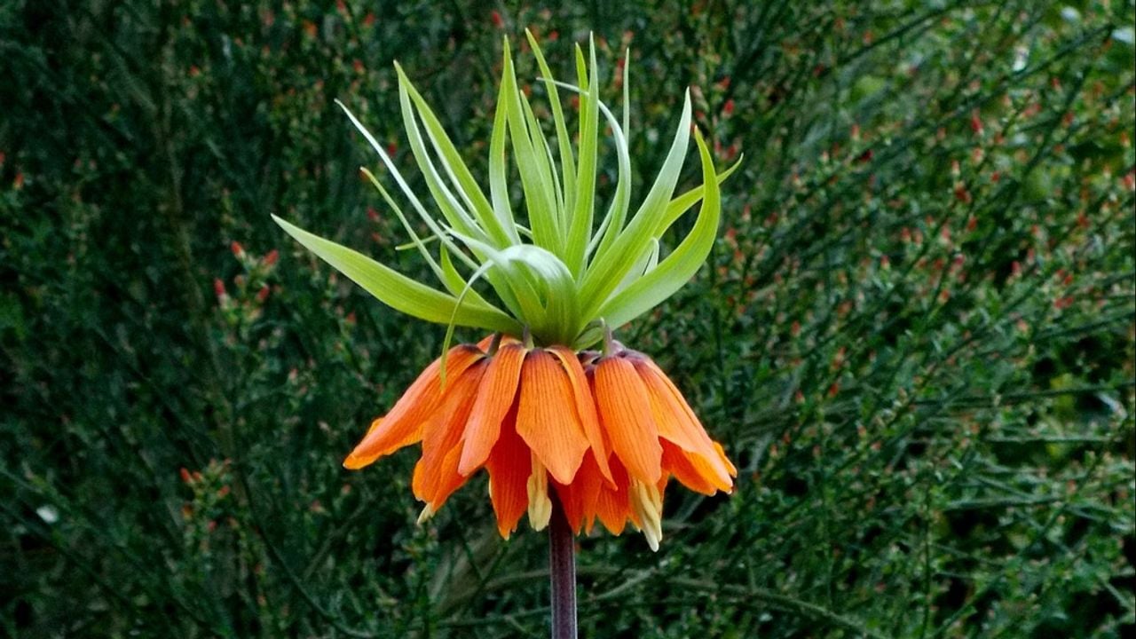 De keizerskroon (foto: Anita Menger via Pixabay).