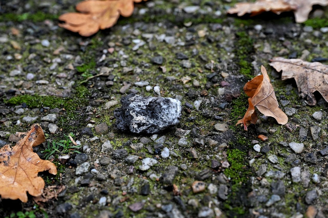 Het aanmaakblokje (Foto: Toby de Kort / Persbureau Heitink)