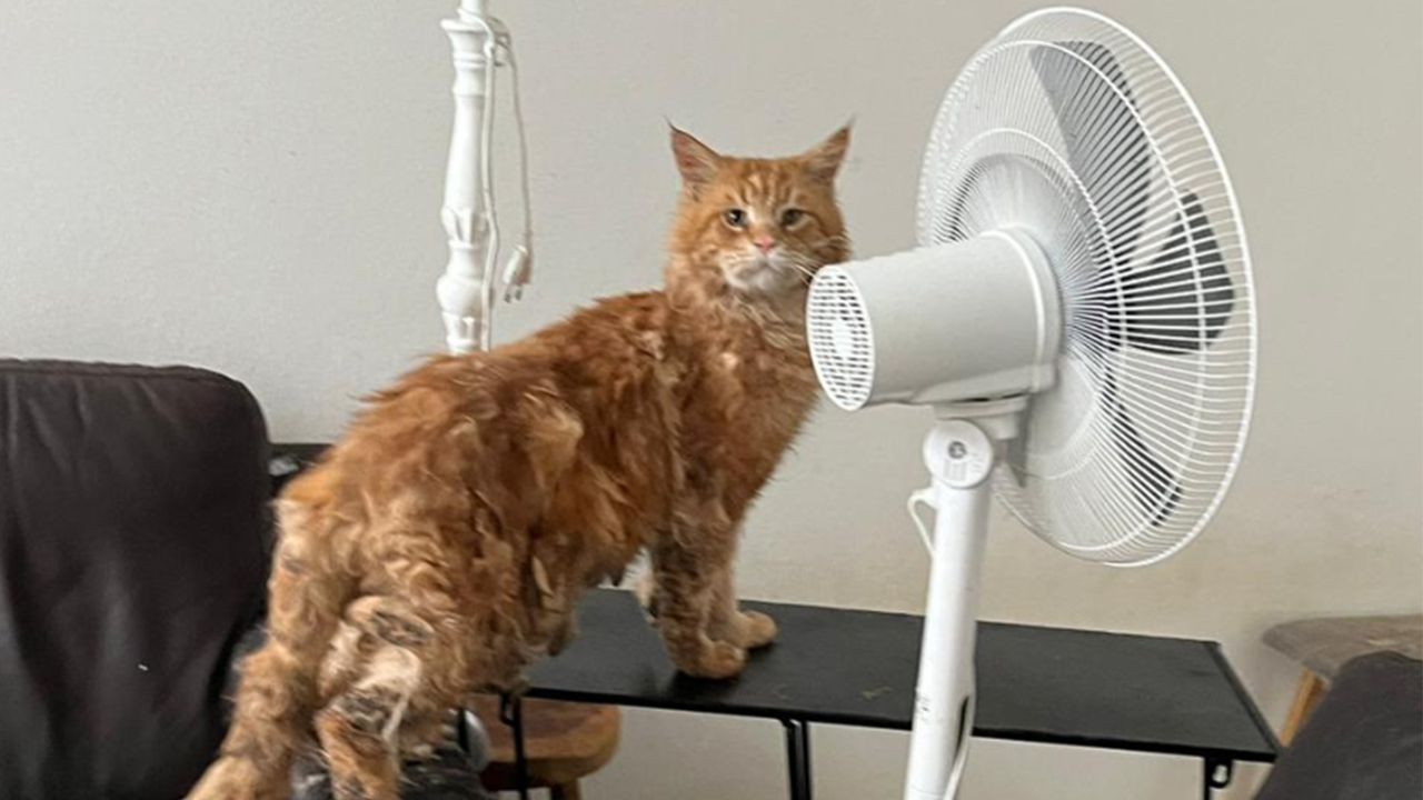 Verwaarloosde kat in Cranendonck (foto: Landelijke Inspectiedienst Dierenbescherming).