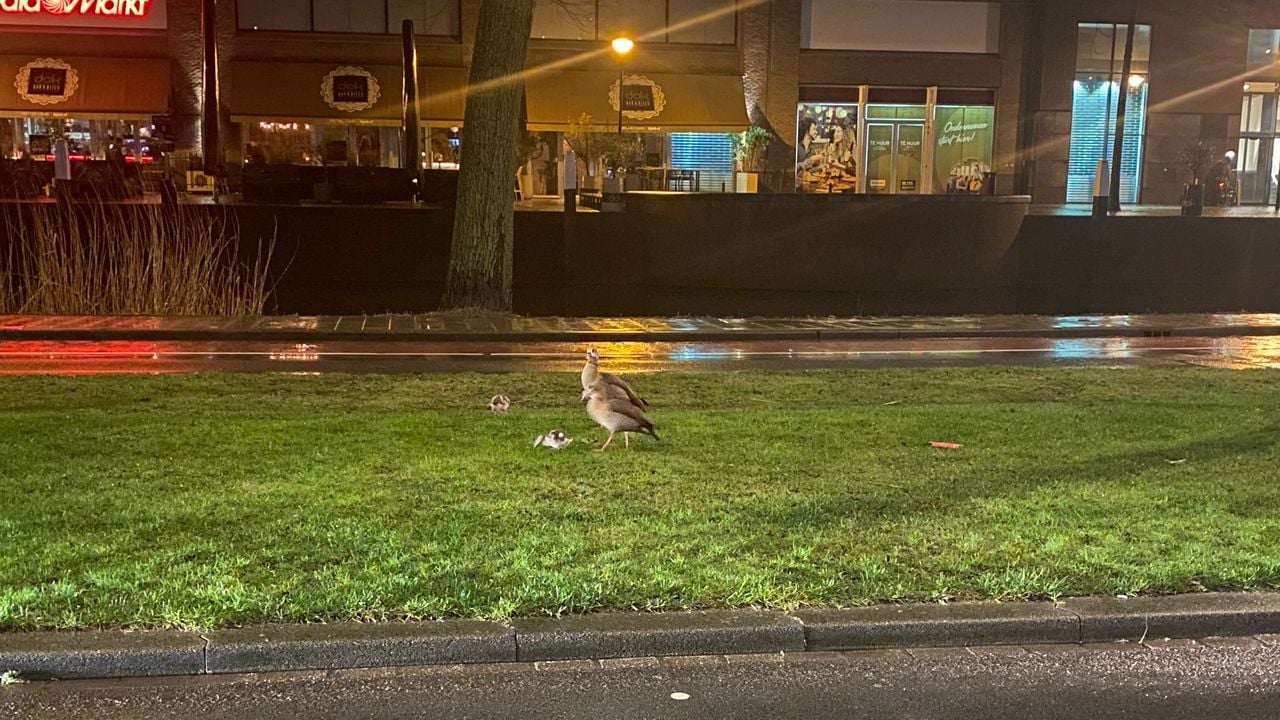 Een nijlgans met jonkies (foto: Coen Geensen).