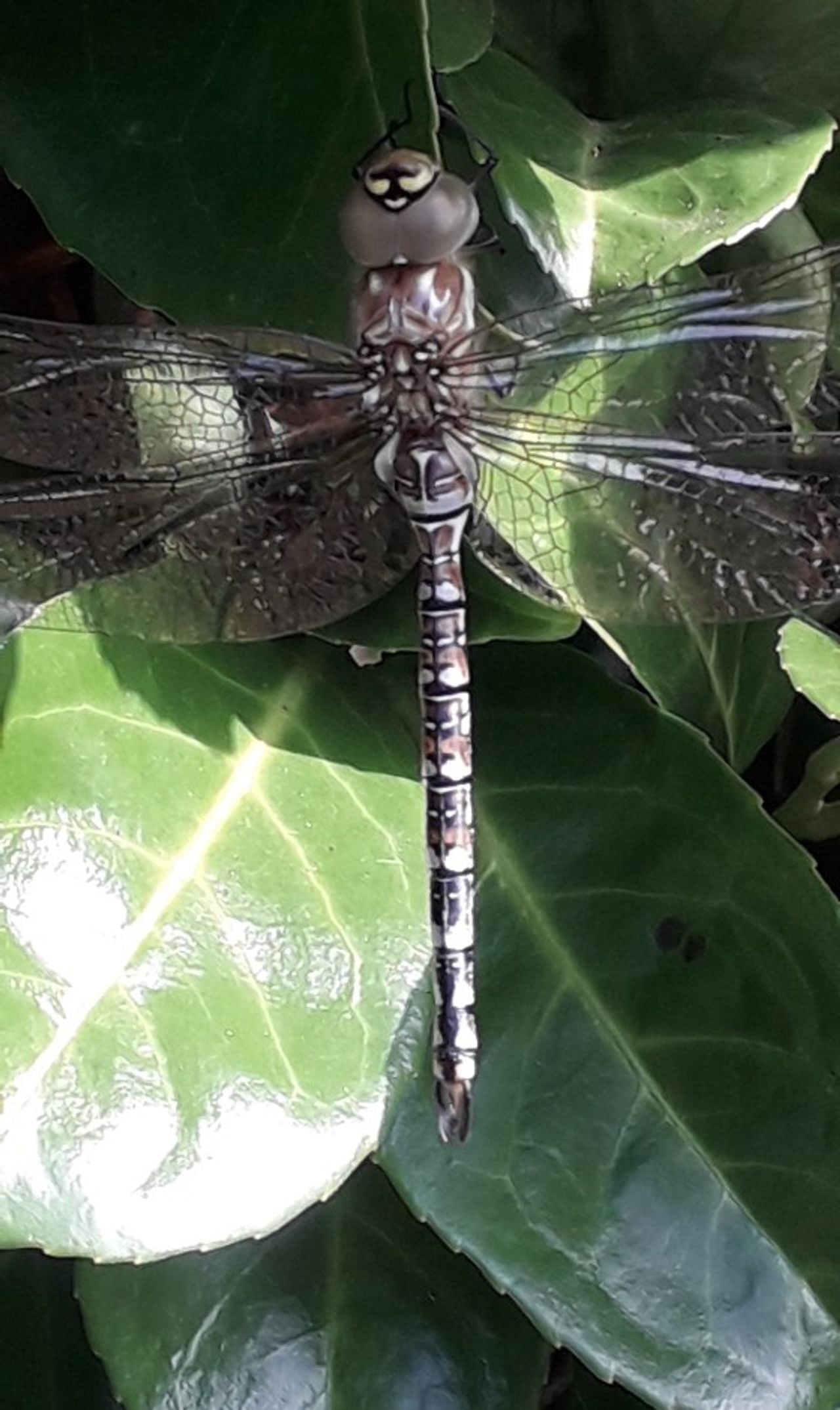 Een paardenbijter (foto: Han van Diesen).