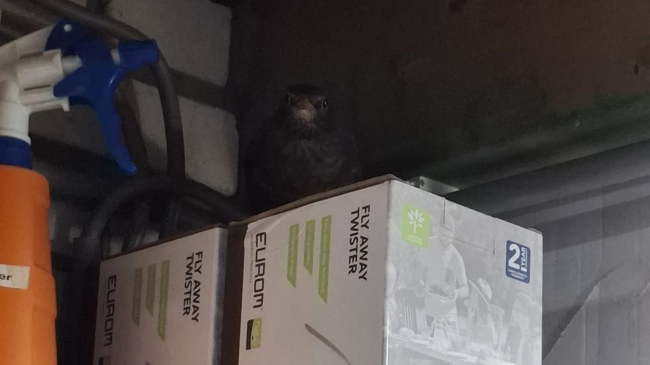 Een jonge merel (foto: Marian van Grinsven).