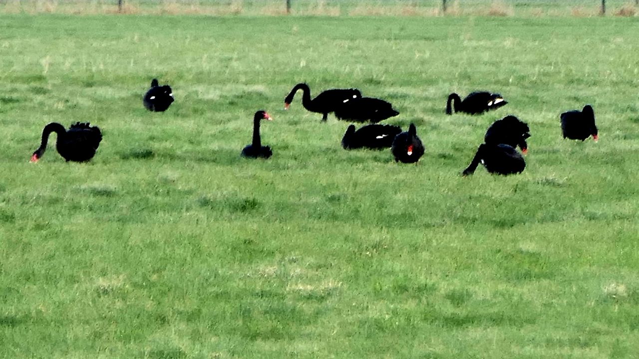 Een grote groep zwarte zwanen (foto: Marianne Wijten).