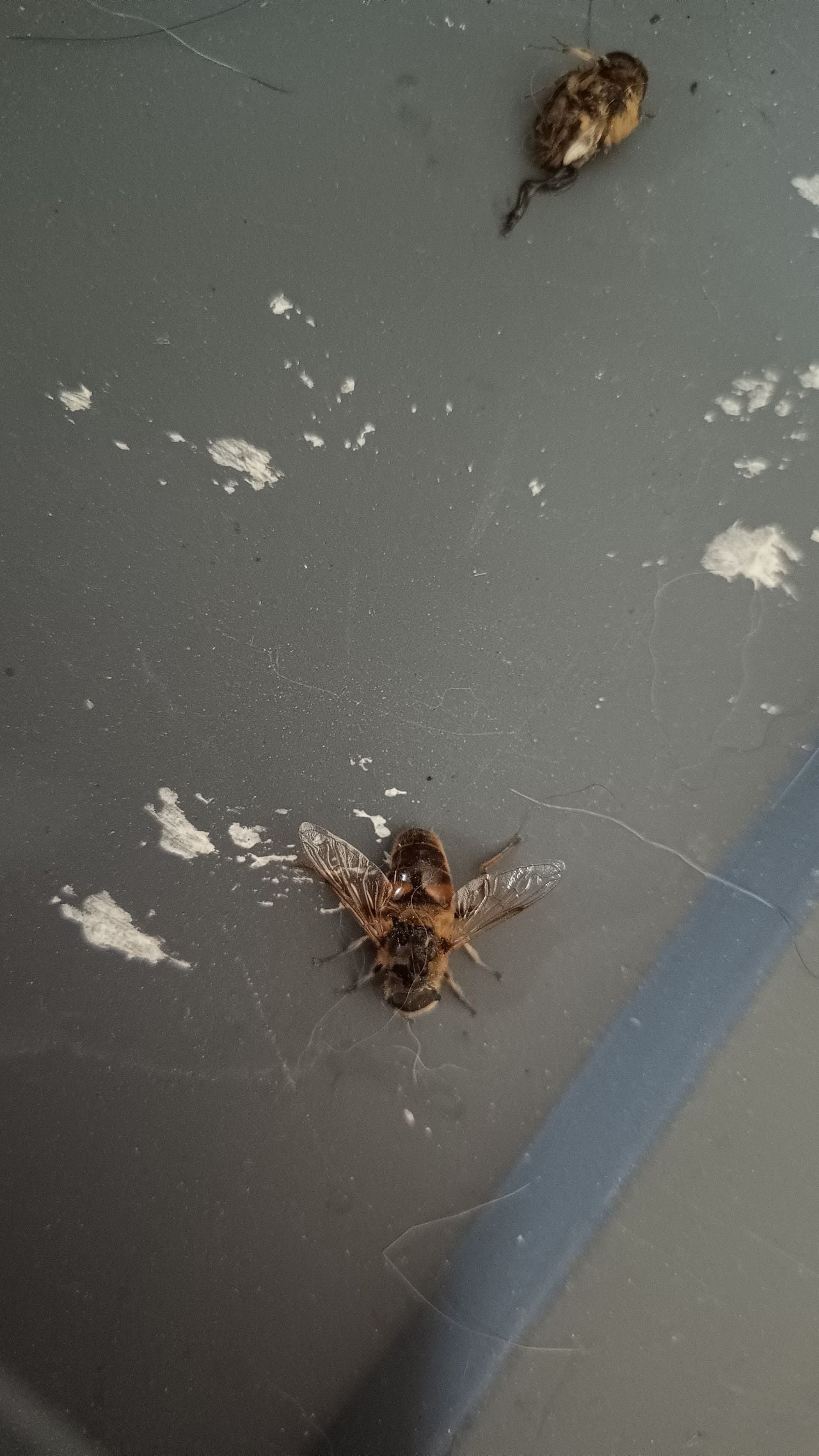 Boven larve blinde bij en onder volwassen dier (foto: Daphne de Backer).