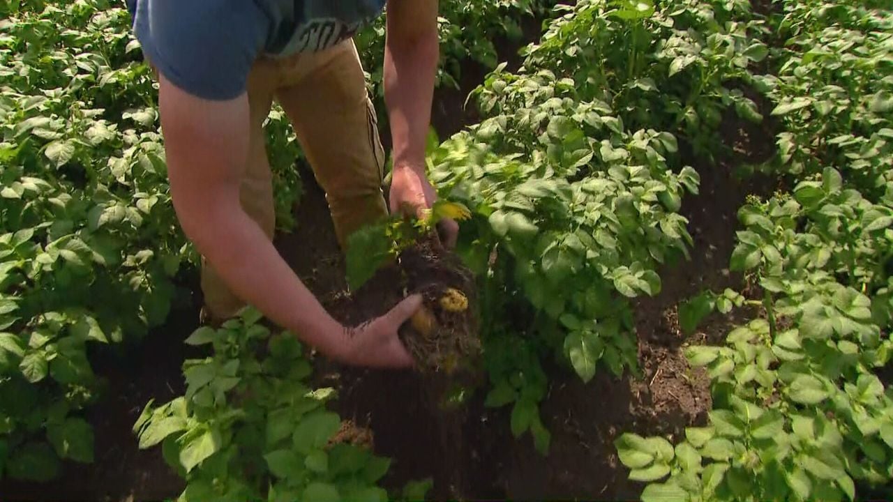 Aardappelen komen op formaat na een regenbui.