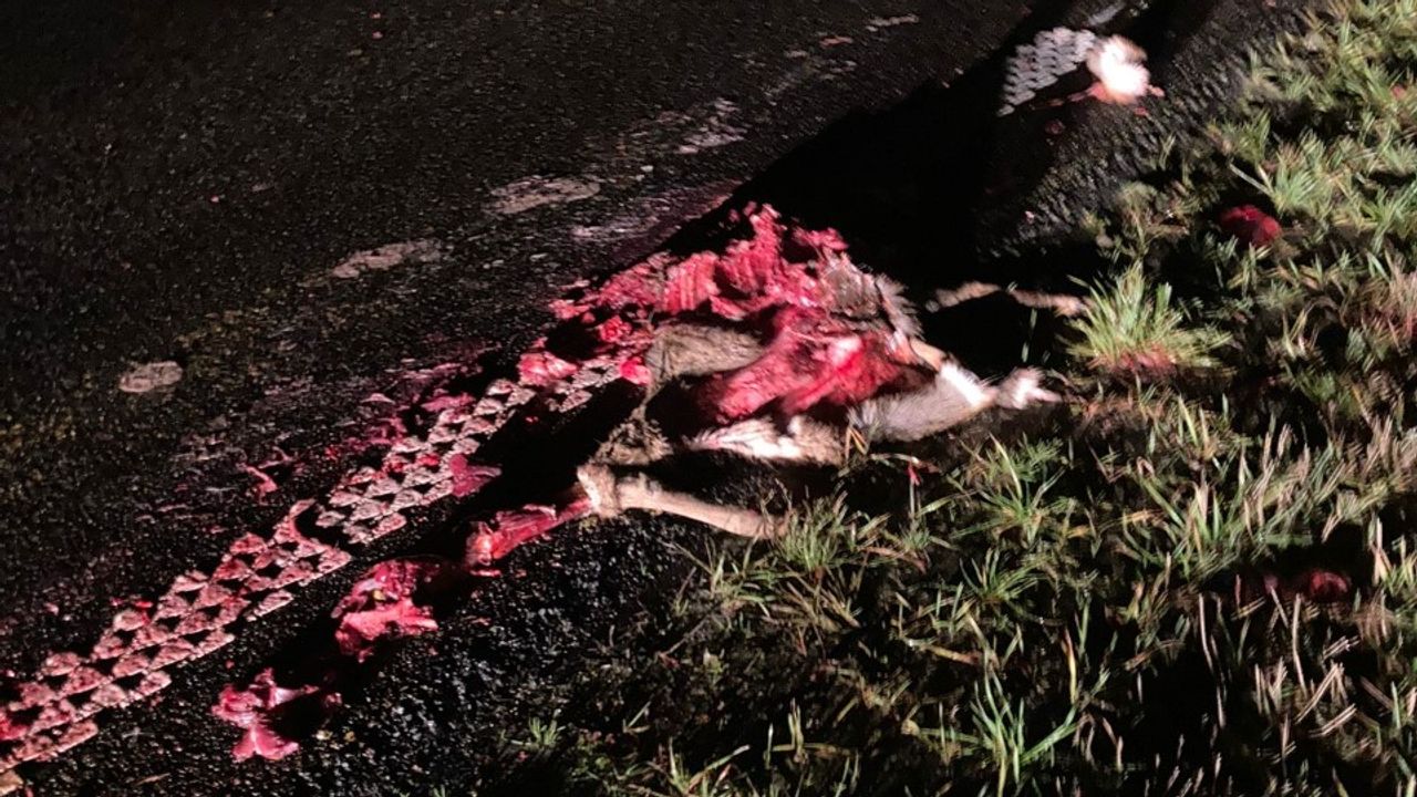 In Brabant worden jaarlijks duizend grote wilde dieren aangereden. 