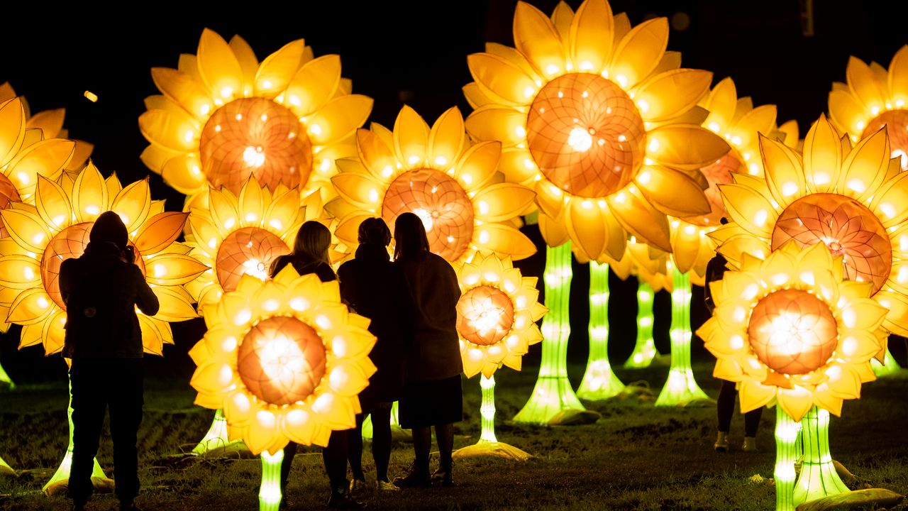 De zonnebloemen zoals ze al eerder te zien waren (foto: Bart van Overbeeke). 