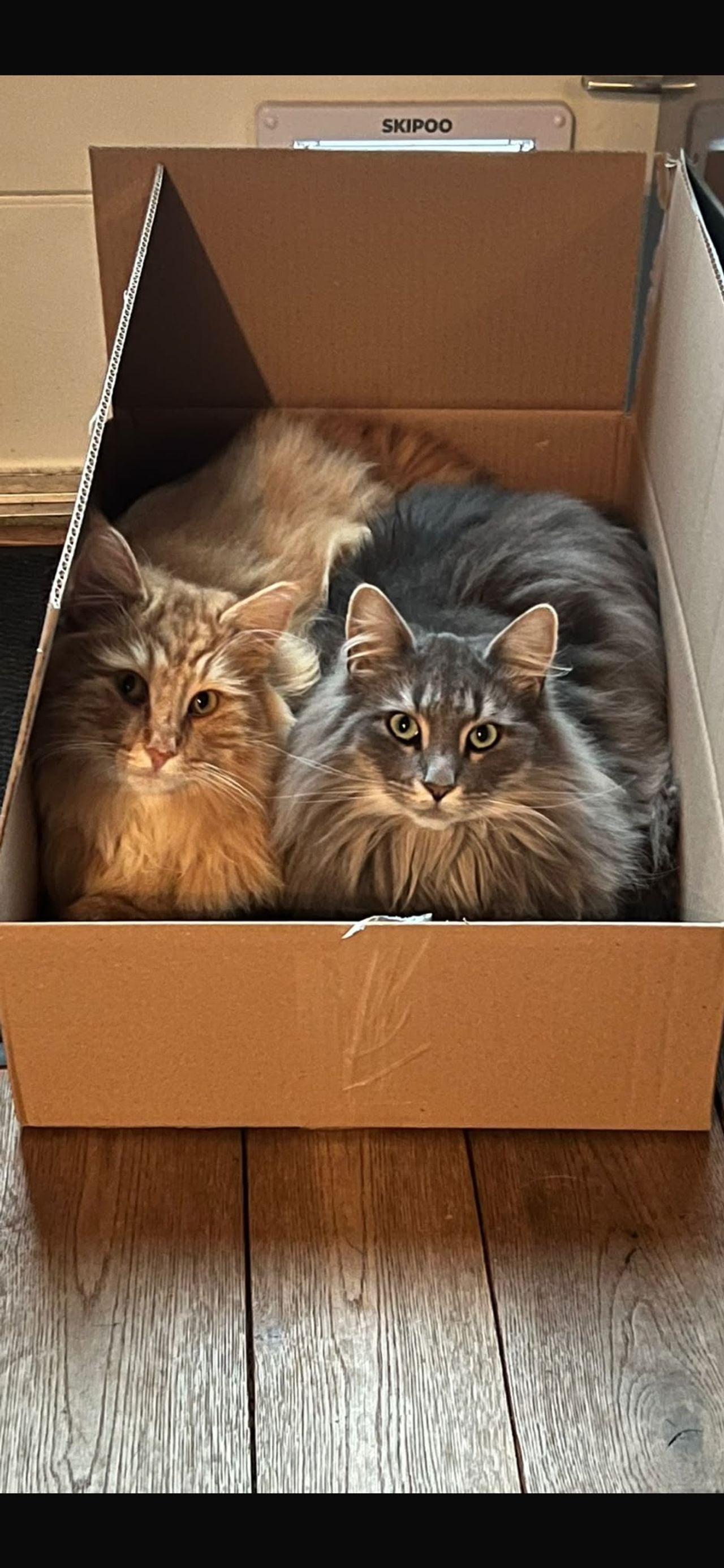 Elvie met haar broertje Kinkie (foto: Jolanda de Weert).