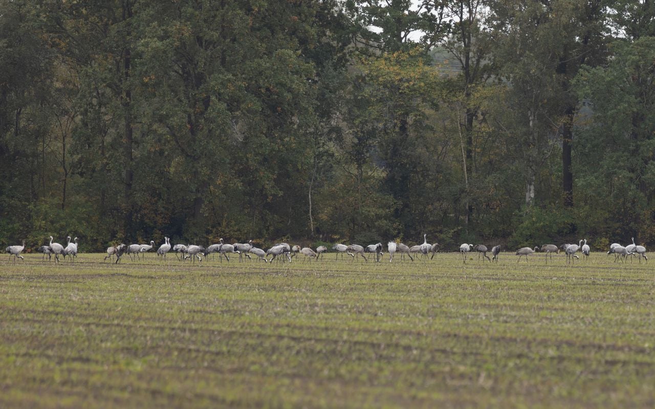 De boswachter ziet kraanvogels niet vaak op de grond in de Peel (foto: Bjorn Alards).