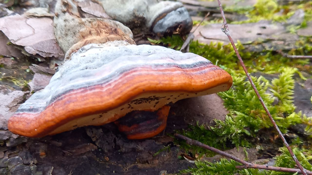 De roodgerande houtzwam (foto: Nienke Verbeek).