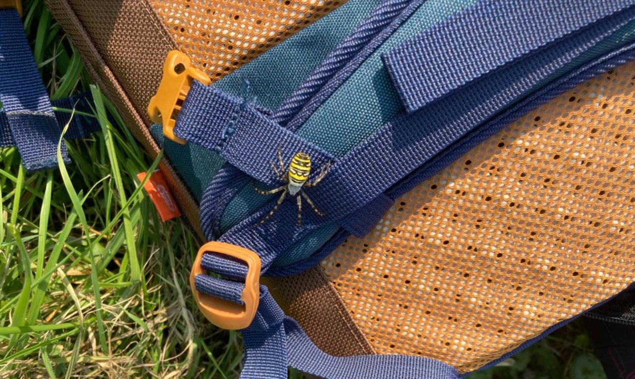 Het vrouwtje van de wespspin (foto: Myrthe Engels).