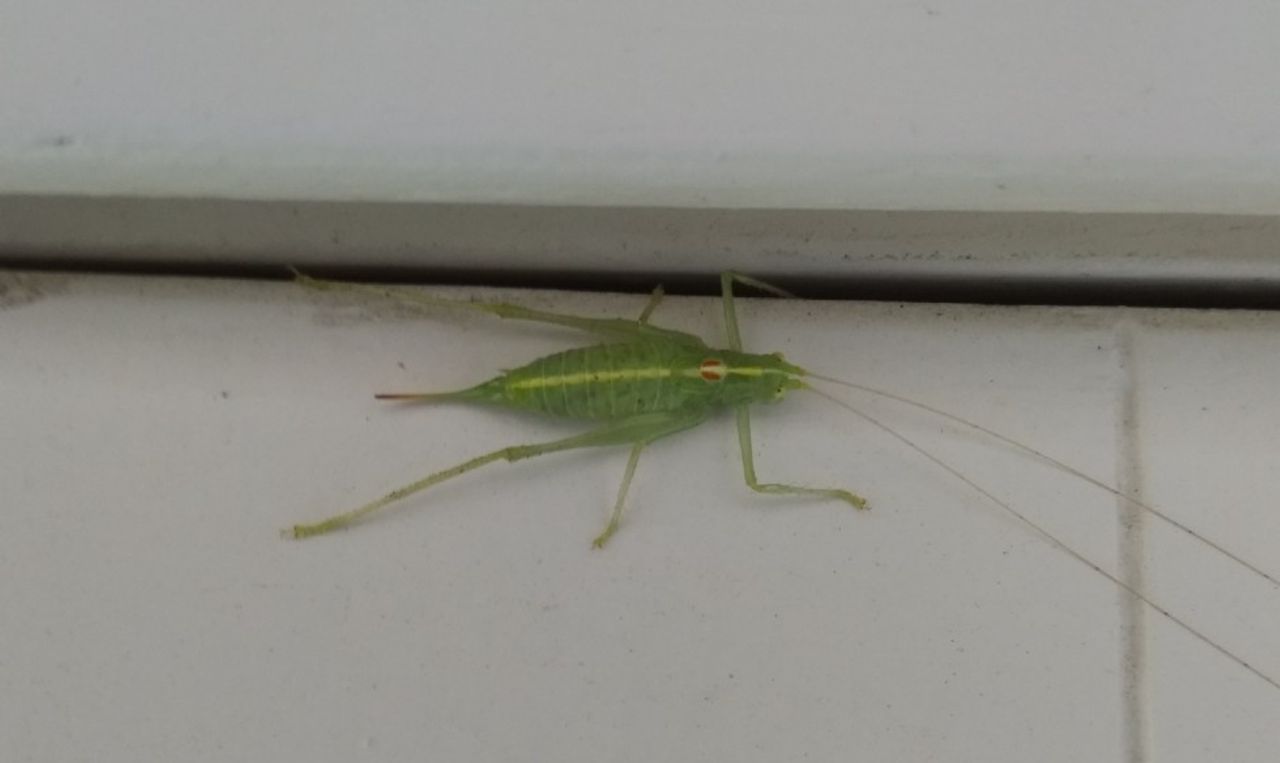 Een zuidelijke boomsprinkhaan (foto: Guus Bertens).