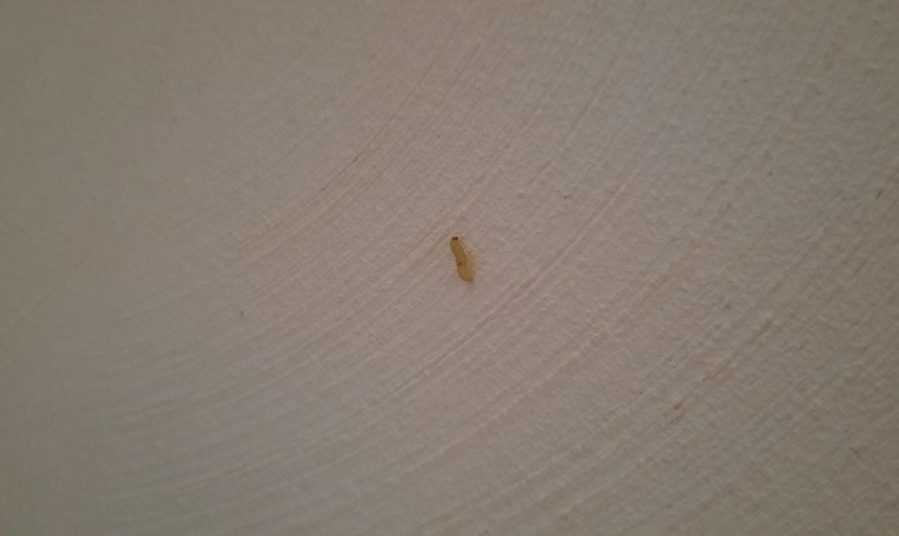 Geen rups, maar een larve van een meelmot oftewel voorraadmot. foto Bernie de Bijl 