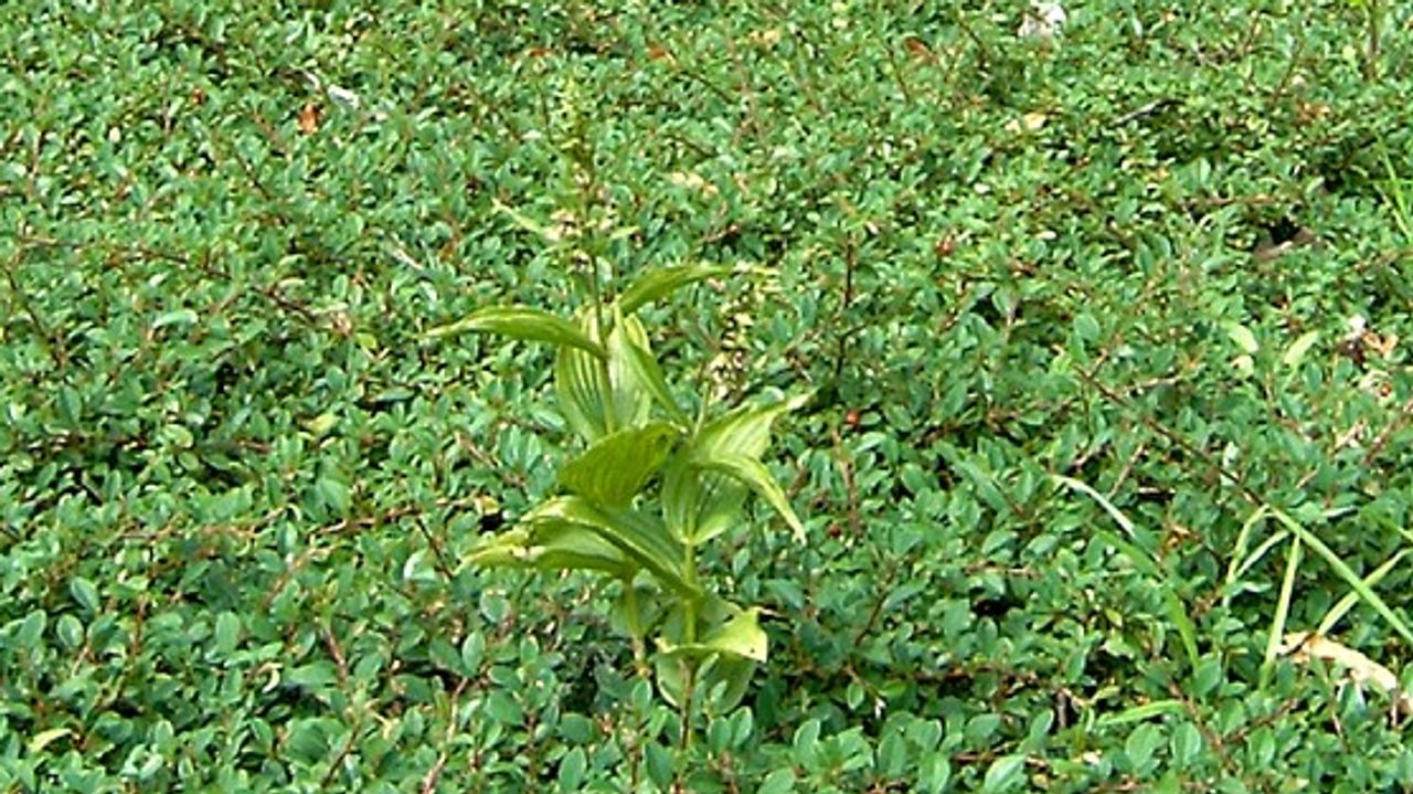 Brede wespenorchis (foto: Ronnie en Corrie Geraets).