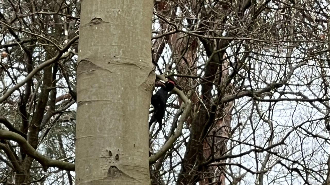 Een zwarte specht in de Oisterwijkse bossen (foto: Simone Fouchier). 