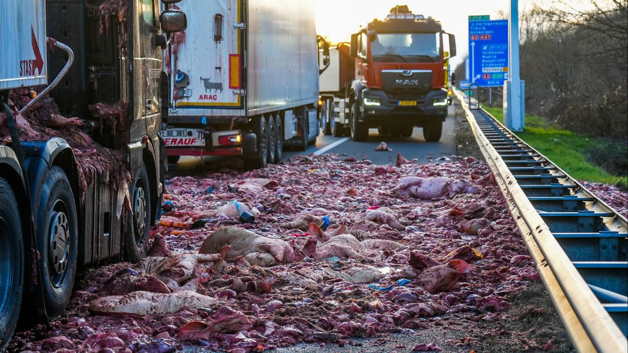 Slachtafval ligt over de weg verspreid (foto: Dave Hendriks/SQ Vision).