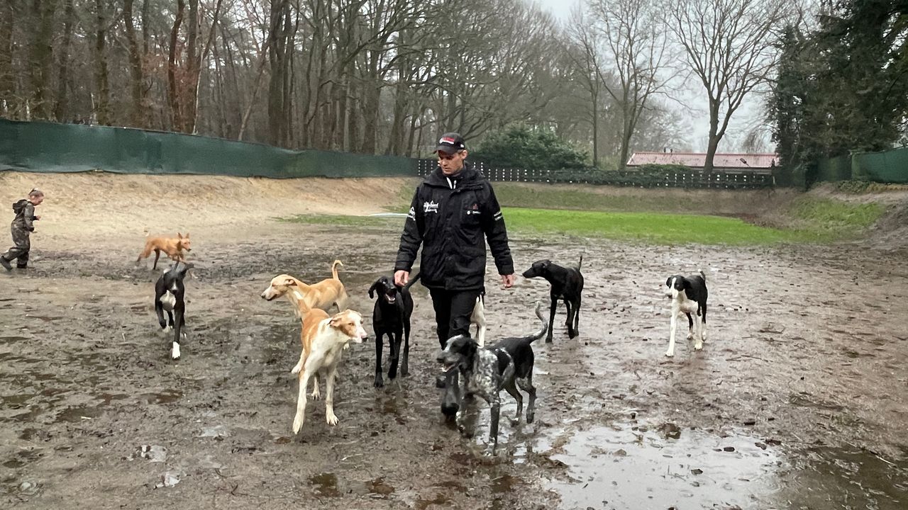 De sleehonden in de Brabantse modder (foto: Omroep Brabant).