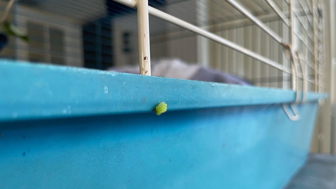 De rups van de slakrupsvlinder (foto: Rosemarie de Wit).