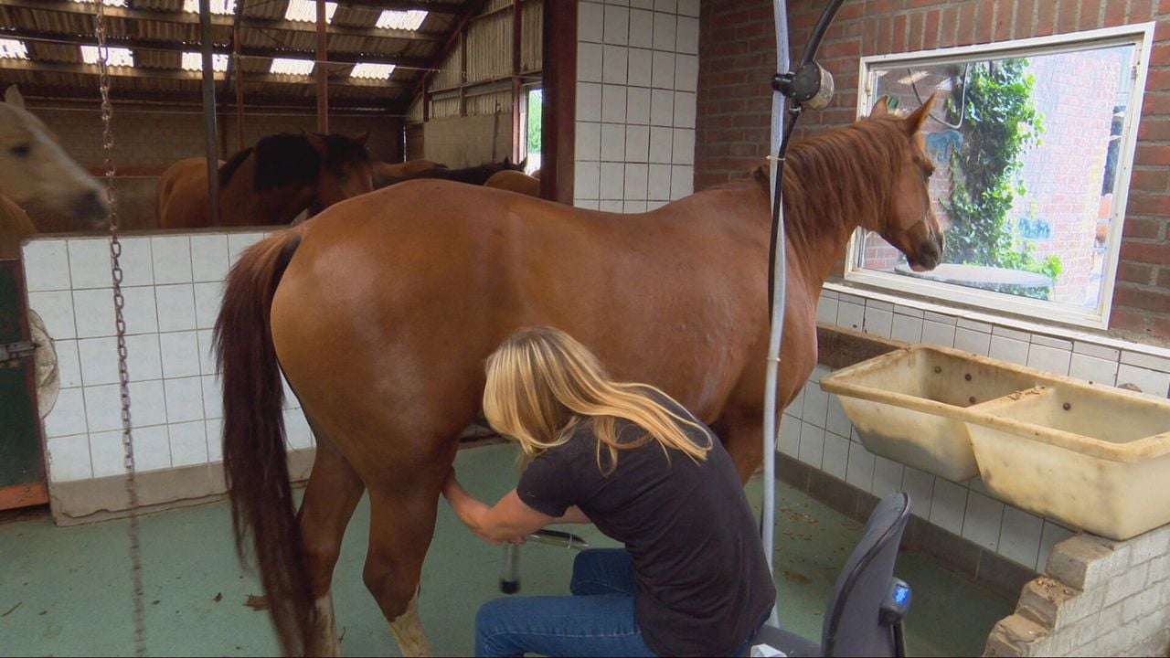 Carla is druk met melken van haar pony's (foto: Tom Berkers).