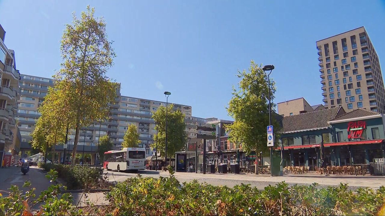 De platanen op de Cityring in Tilburg.