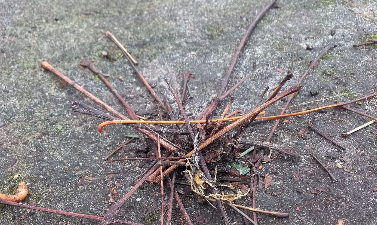 Foto: Jeanne Meijer.