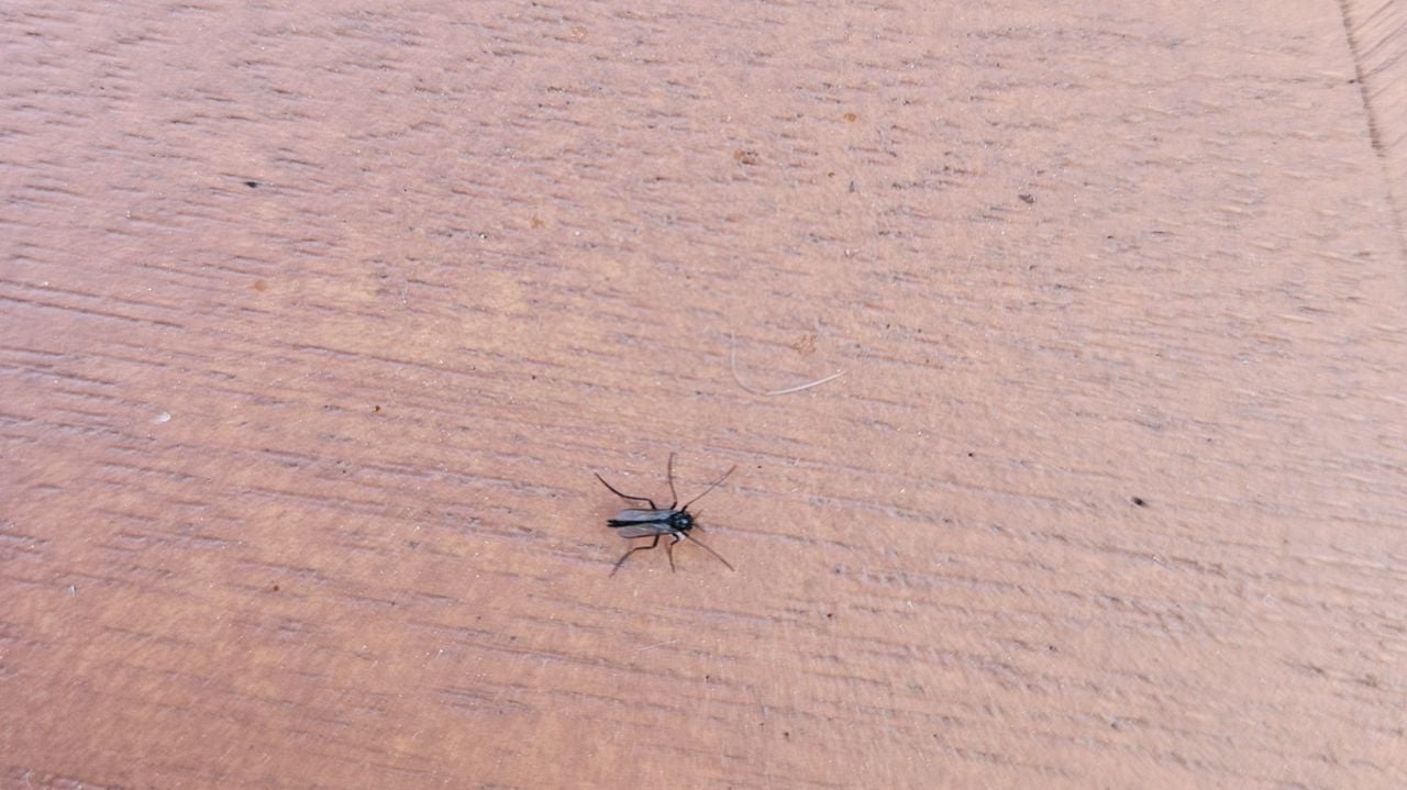 Een rouwvlieg (foto; Sietske Gerbranda).