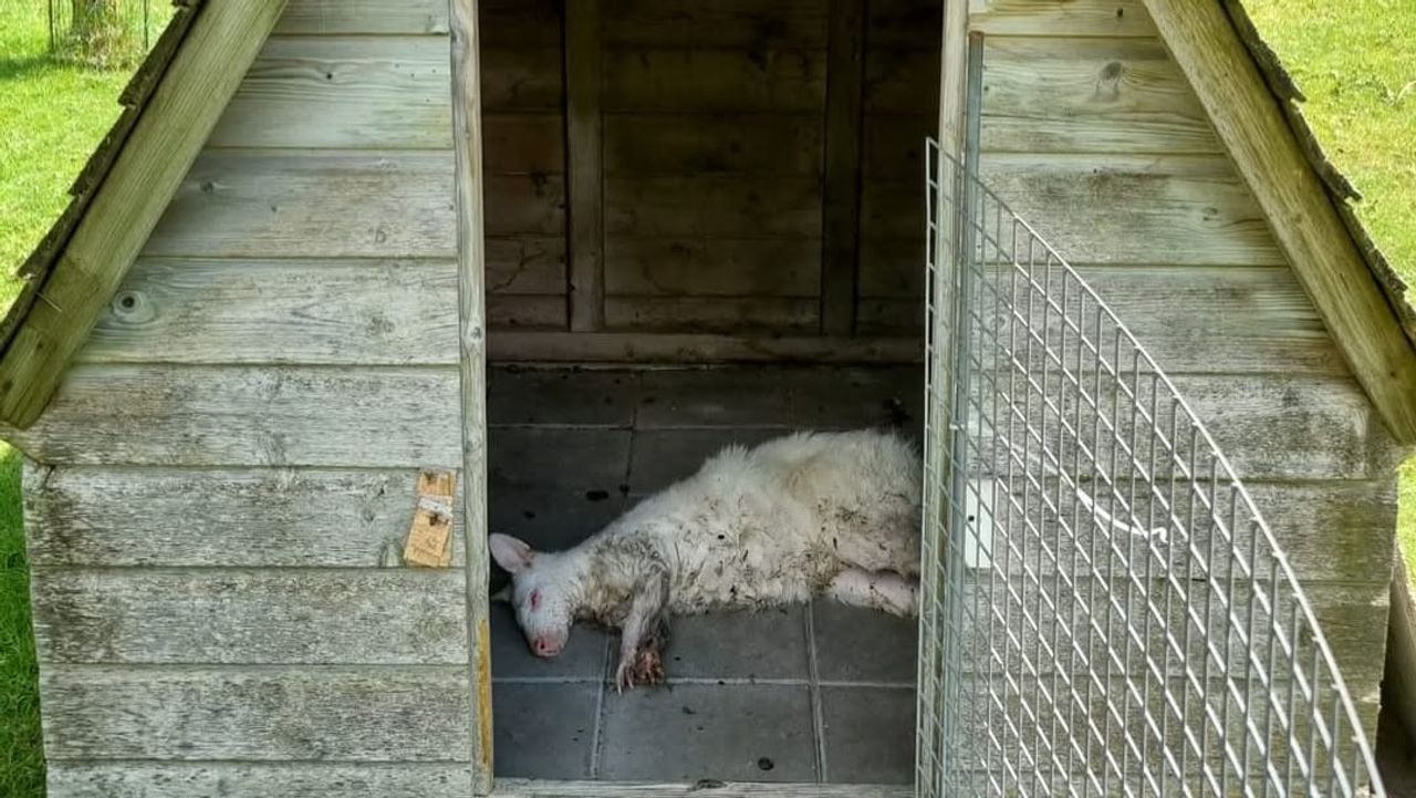Het dier mocht z'n roes uitslapen in dit stalletje (foto: wijkagent_de_groote_wielen/Instagram).